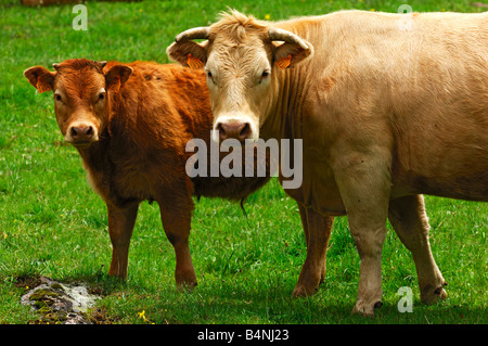 Aubrac-Mutterkuh mit Kalb, Aubrac-Rasse Stockfoto