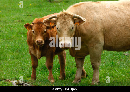 Aubrac-Mutterkuh mit Kalb, Aubrac-Rasse Stockfoto