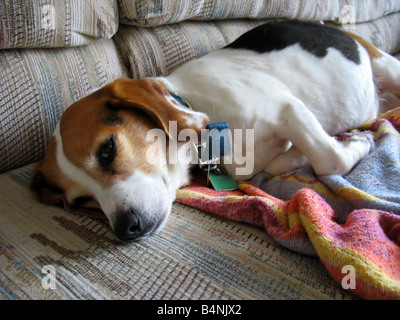 ein sehr faul Beagle gefangen auf der couch Stockfoto