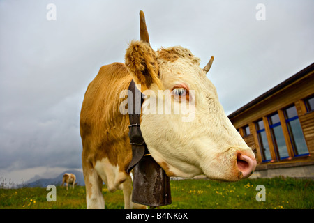 Kuh hautnah Stockfoto