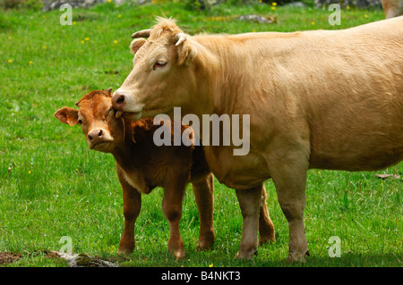 Aubrac-Mutterkuh mit Kalb, Aubrac-Rasse Stockfoto