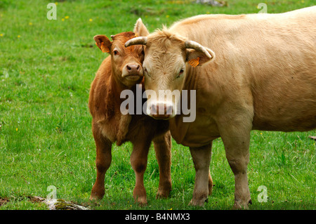 Aubrac-Mutterkuh mit Kalb, Aubrac-Rasse Stockfoto