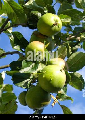 Äpfel wachsen auf dem Baum Stockfoto