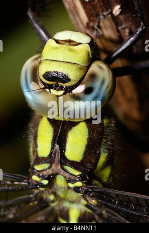 Südlichen Hawker Libelle Aeshna Cyanea Männchen zeigen große Augen treffen auf dem Oberkopf UK Stockfoto