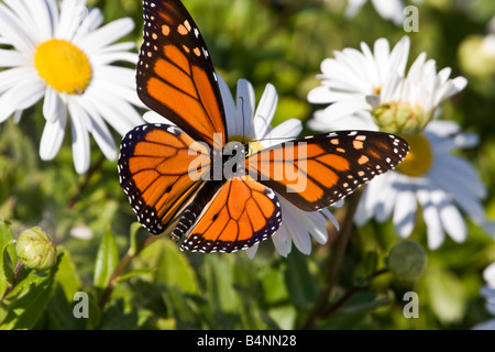 Monarchfalter auf ein Gänseblümchen Stockfoto