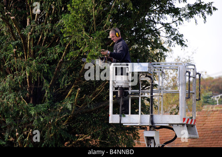 Baumpfleger mit einer Kettensäge aus einer mobilen Plattform Cherrypicker, eine Eibe zu schneiden Stockfoto