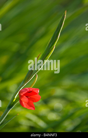 Montbretia Blume blühenden "Crocosmia Aurea" Stockfoto