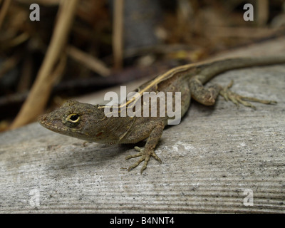 Braune Anole; Anolis Sagrei (oder Norops Sagrei) bezeichnet auch die Bahamas Anole Stockfoto