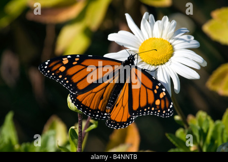 Monarch-Schmetterling Fütterung auf ein Gänseblümchen Stockfoto
