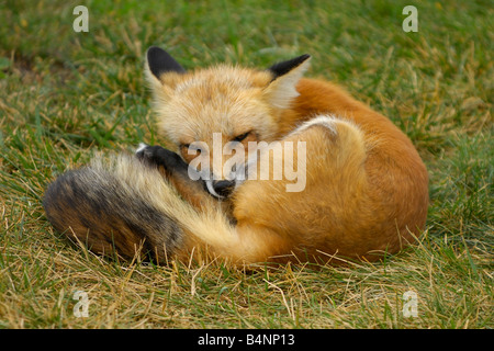 Eine Rotfuchs, kümmert sich um ein kleines juckende Geschäft. Stockfoto