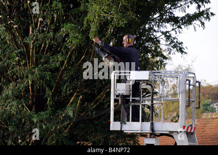 Baumpfleger mit einer Kettensäge aus einer mobilen Plattform Cherrypicker, eine Eibe zu schneiden Stockfoto