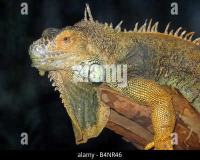 Eine Makroaufnahme einer schönen Leguan Stockfoto