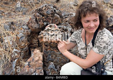 Frau zeigt Prachtexemplar von Stromatolithen in Otavi Mountainland, Norden Namibias Stockfoto