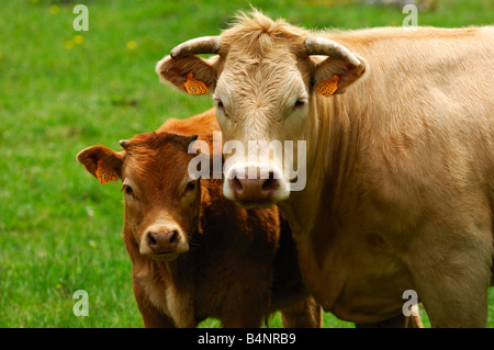 Aubrac-Mutterkuh mit Kalb, Aubrac-Rasse Stockfoto