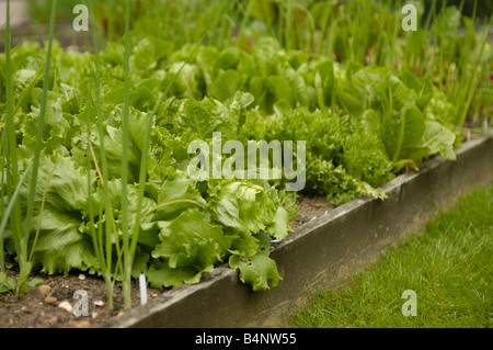 Salat Pflanzen wachsen in Hochbeeten Stockfoto