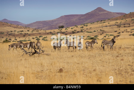 Zebra wilde Tierwelt Afrikas Damara Namibia Afrika Stockfoto