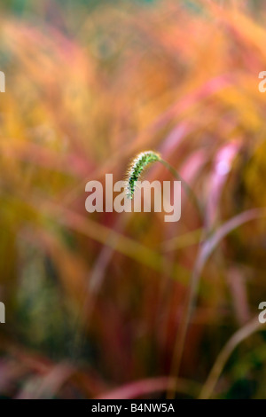 Ziergräser, Tiefenschärfe, Herbstfarben. Stockfoto