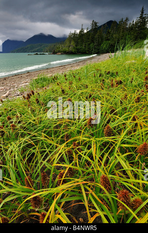 Rennell Sound, Haida Gwaii, 2008 Stockfoto