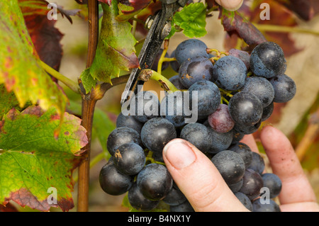 Hand-picking im Beaujolais. Mit der Hilfe seiner Baum-, Reb-, Gartenscheren, der Picker schneidet eine Weintraube (Gamay Rebsorte). Stockfoto