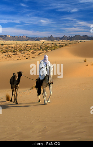 Algerien in der Nähe von Djanet Mann der Tuareg Stamm und Kamele Sahara Wüste Stockfoto