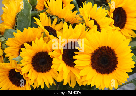 Reihe von Sonnenblumen. Helianthus annuus Stockfoto