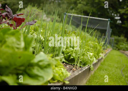 Salat Pflanzen wachsen in Hochbeeten Stockfoto