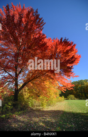 Dieser Baum Blätter haben eine lebendige Orange an diesem Herbsttag im McConnell es Mill State Park in Portersville, Pennsylvania gemacht. Stockfoto