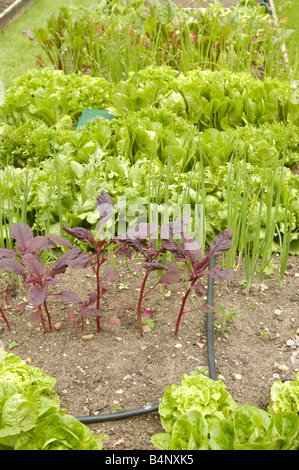 Salat Pflanzen wachsen in Hochbeeten Stockfoto