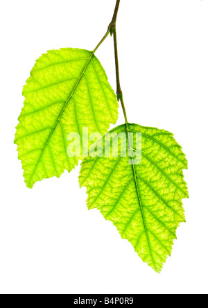 Ast mit grünen Blättern, die isoliert auf weißem Hintergrund Stockfoto