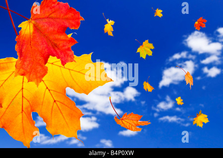 Herbst-Ahorn Blätter fallen auf blauen Himmelshintergrund Stockfoto