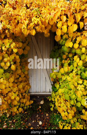 Garden gate with foliage in autumn colors Stockfoto