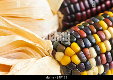 Zwei Maiskolben Mais hautnah Stockfoto