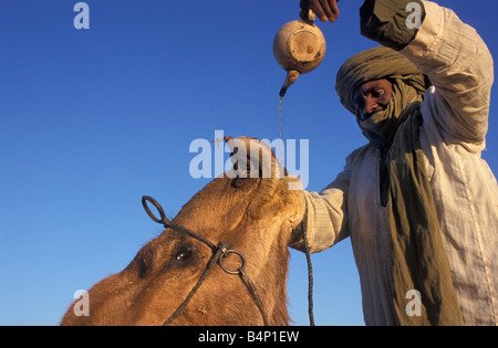 Algerien in der Nähe von Djanet Mann der Tuareg Stamm Kamel Tee verleiht Wüste Sahara Stockfoto