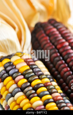 Zwei Maiskolben Mais hautnah Stockfoto
