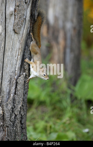 Eichhörnchen Sciurus Vulgaris läuft hinunter die Seite eines großen Baumes und Blickkontakt in Kanada Stockfoto