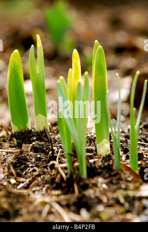 Triebe von Frühlingsblumen im frühen Frühlingsgarten Stockfoto