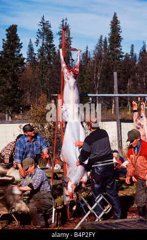 Sami Leute beim Rentiere Schlachten im Norden von Schweden Stockfoto