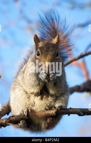 Nahaufnahme der Eichhörnchen im Baum am Hyde Park, London, Vereinigtes Königreich Stockfoto