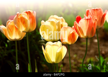 Zeile der Hintergrundbeleuchtung Frühjahr Tulpen im Blumenbeet Stockfoto