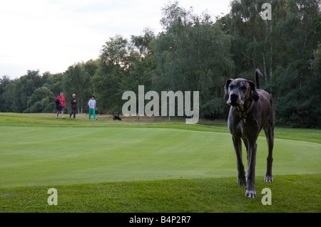 Die Deutsche Dogge steht auf Golfplatz, Wimbledon Common, Wimbledon, London Stockfoto