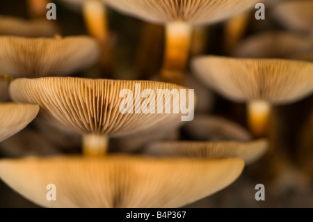 Fingi wächst auf ansammelnder Baumstumpf Stockfoto