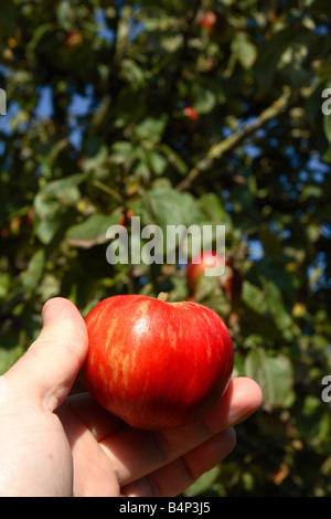 Tom Putt roter Apfel Malus Domestica in Dorset und Somerset Obstgärten für Apfelwein gut gewachsen Stockfoto