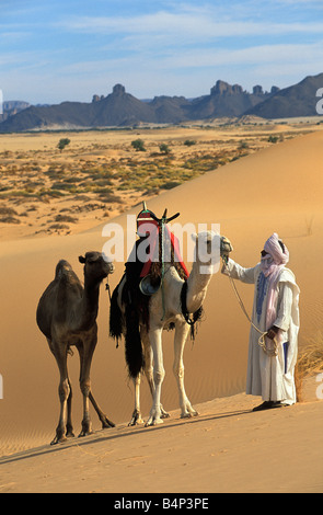 Algerien in der Nähe von Djanet Mann der Tuareg Stamm und Kamele Sahara Wüste Stockfoto