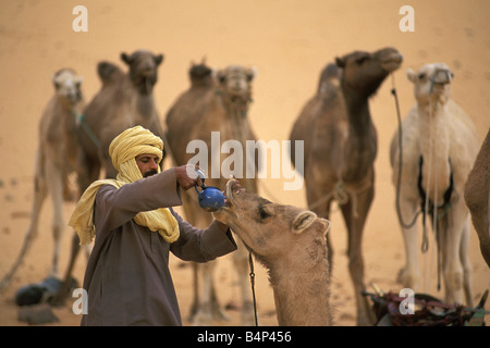 Algerien Djanet Mann der Tuareg Stamm Kamel Sahara Wüste Tee verleiht Stockfoto