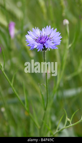 Kornblume, Centaurea Cyanus, Asteraceae Stockfoto