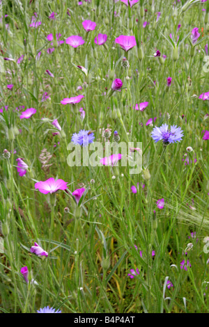 Eine Sommerwiese Grass mit Kornblumen Centaurea Cyanus Asteraceae und Mais Herzmuscheln Agrostemma umbellatum Caryophyllaceae Stockfoto