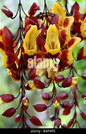 Uhr-Rebe, Thunbergia Mysorensis, Acanthaceae Stockfoto