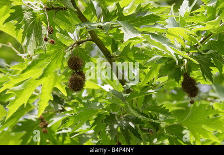 Orientalischer Platanus orientalis Platanaceae. Eurasien vom Balkan bis zum Iran. Stockfoto