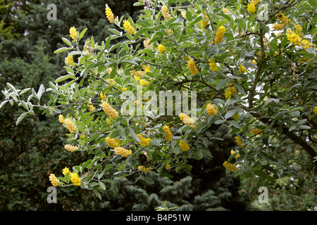 Ananas-Besen oder marokkanischen Besen, Cytisus Battandieri, Fabaceae, Marokko Stockfoto