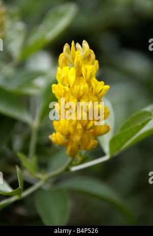 Ananas-Besen oder marokkanischen Besen, Cytisus Battandieri, Fabaceae, Marokko Stockfoto